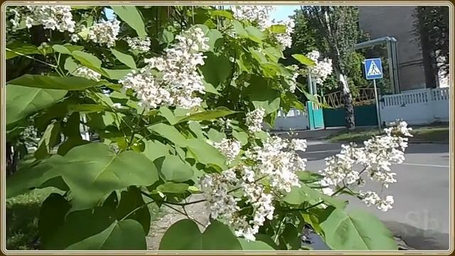 Цветущий Платан и Соловей Натуральный  Футаж