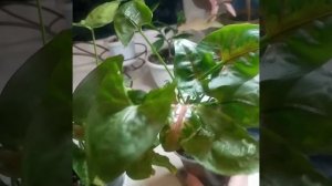 Сингониумы.Кристмас и Тиффани.