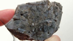 Риниофиты (Что это?)