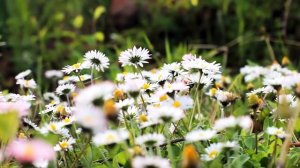 Весы в год Быка - характер