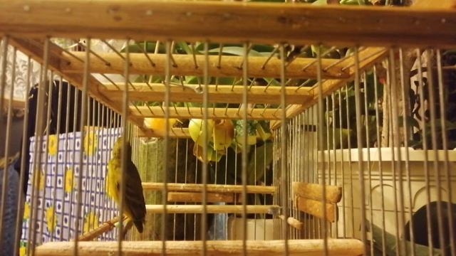 Кенар самец дома кв. Оцените смотреть онлайн