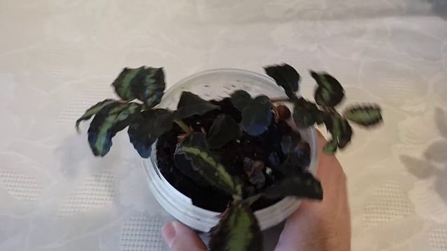 Комнатные растения. ПЕЛЛИОНИЯ ДАВО. Размножение. смотреть онлайн