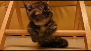 Умиление! Котенок засыпает
