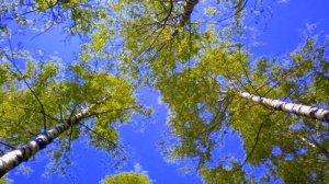 ЛЮБЛЮ БЕРЕЗУ РУССКУЮ