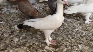 Голуби широкохвостые #голуби широкохвостые