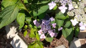 Крашу сульфатом аллюминия Пильчатую синюю гортензию💜