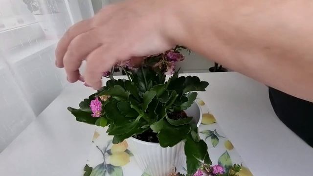 Обчекрыжила цветочек. Красивый Фламинго, или как он называется? смотреть онлайн