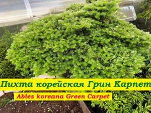 Пихта корейская Грин Карпет 
Abies koreana Green Carpet