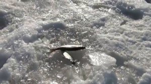 Рыбалка на озере Игорь и ЗМЕИНЫЙ КАМЕНЬ !