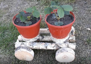 Из березы сделал интересную подставку для цветов