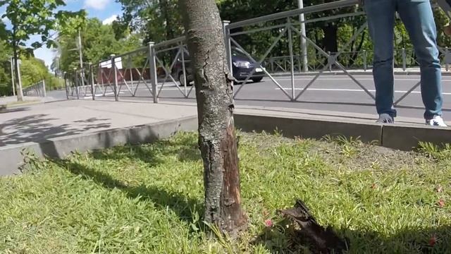 Покос травы вокруг дерева. Как правильно оформлять приствольное пространство смотреть онлайн