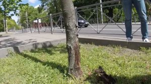 Покос травы вокруг дерева. Как правильно оформлять приствольное пространство