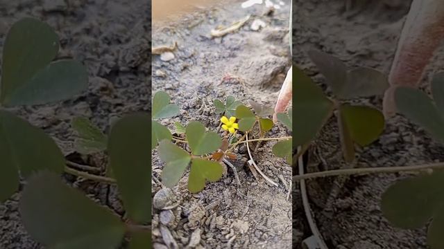 Oxalis Stricta: The Most Stunning Flower Shrub You Need in Your Garden