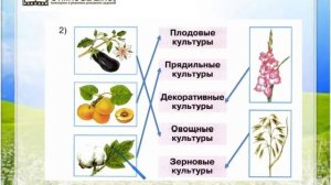 Задание 2 Дикорастущие и культурные растения - Окружающий мир 2 класс (Плешаков А.А.) 1 часть