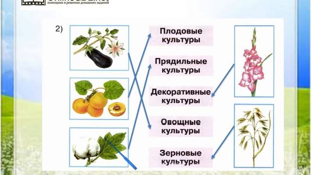 Окружающий мир дикорастущие культурные растения 2 класс. Культурные растения окружающий мир. Дикорастущие и культурные растения 2 класс окружающий мир. Дикорастущие и культурные растения окружающий мир. Дикорастущие растения 2 класс окружающий.