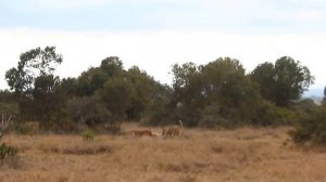 Lions hunting , Panthera leo vs Phacochoerus