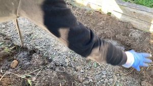 Посадка картошки под сено (два способа)