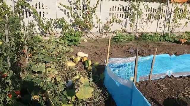 Утки Муларды и Гуси Датский легард смотреть онлайн