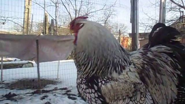 Куры виандот в ЛПХ "Ко-ко-ко"® смотреть онлайн