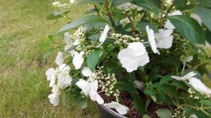 Гортензия «Runaway Bride», обзор побегов.