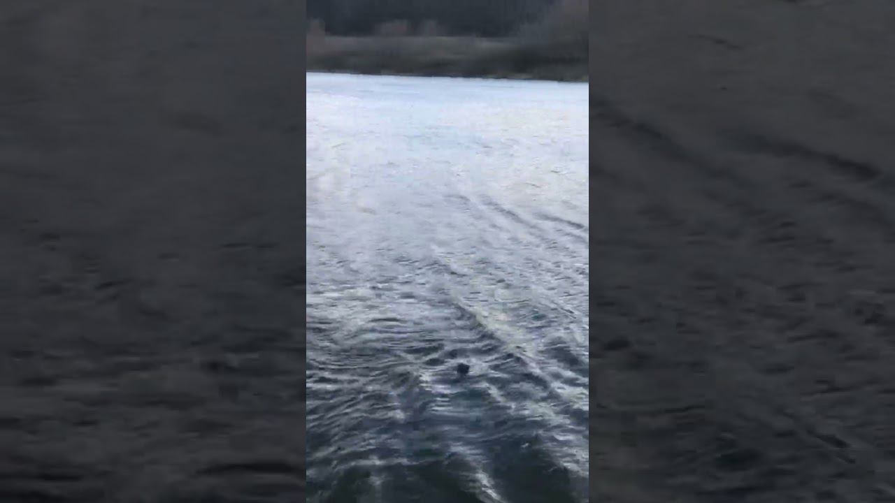 ДОСТАЛИ ОГРОМНОГО ЛЕЩА смотреть онлайн