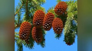 Можно ли держать шишки в доме_ Обряд для привлечения достатка. Как привлечь счастье