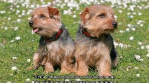 Норфолк-терьер: описание породы, характер