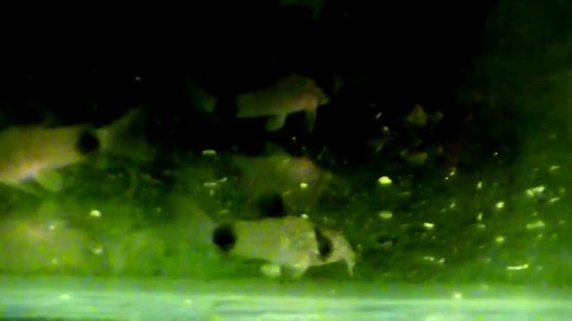 #Aquarium. Сомик панда. смотреть онлайн