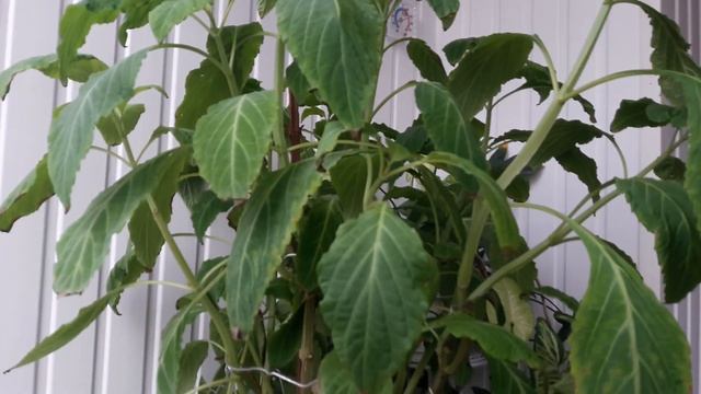 Сальвиа Дивинорум (Salvia Divinorum) Шалфей Предсказателей смотреть онлайн