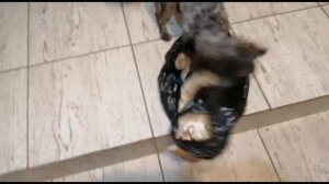 Кот Персик и собака Мажорик. ЛЮБОВЬ и ДРУЖБА!!!