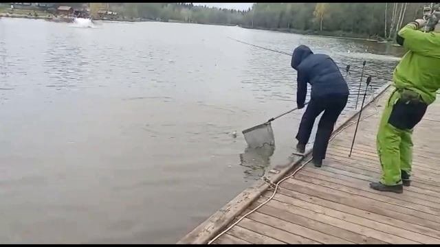 Осетр и форель