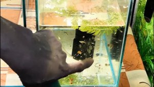 Аквариум 10 литров с мальками гуппи/чистка,уборка/Аквариум 50 литров с меченосцами