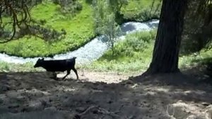 Бегущие коровы