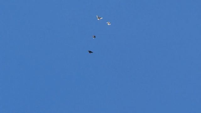 Молодые голуби Цихотских Георгия 1 июня 2020 смотреть онлайн