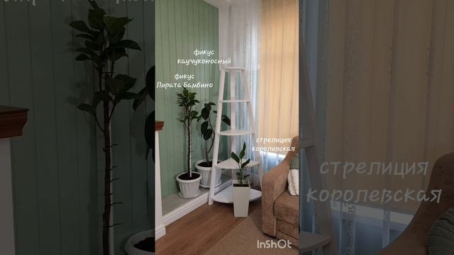 Что растёт дома у дизайнера интерьера?