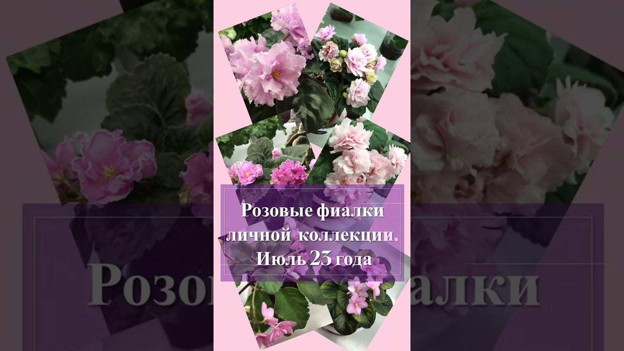 Узнайте об уникальных сортах цветущих розовых фиалок.  Часть 1 #сортовыефиалки #цветущиефиалки