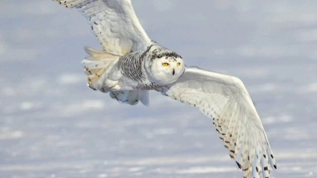 Все о птицах ' Полярная сова' смотреть онлайн