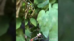 НАМЮР F1 (Namur F1, 20TRX39 F1) - ранний Биф томат для теплиц с привлекательными, прочными плодами.