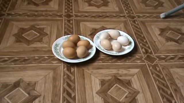 Домашнее  яйцо  ( ЯЙЦО  ОТ  ДОМАШНИХ  КУР ) . Как  правильно  выбрать .