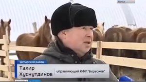 Галловейская порода приехала в Томскую область