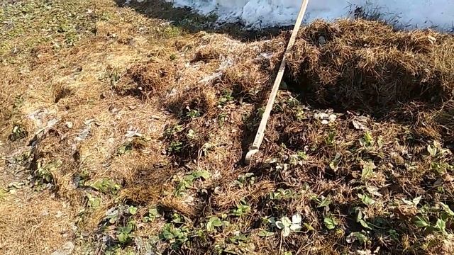 Как перезимовала моя клубника. смотреть онлайн