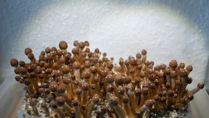 Cubensis Timelapse over 3 Days