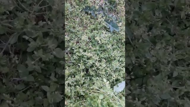 Трава для нутрий смотреть онлайн