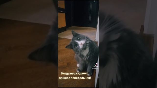 ??Когда неожиданно пришёл понедельник ❗️?