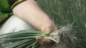 Лук Параде. Урожайные рядки.