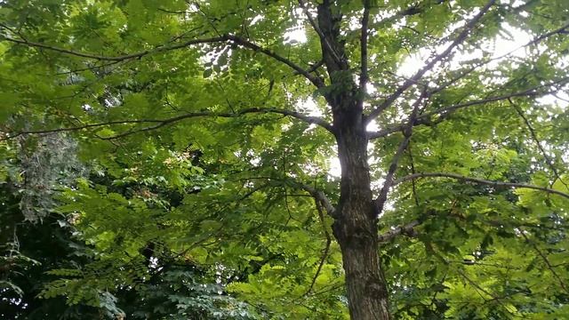 Розовая Акация? смотреть онлайн