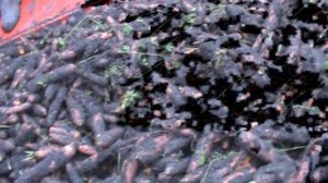 Трехрядный морковоуборочный комбайн SIMON R3FCMR