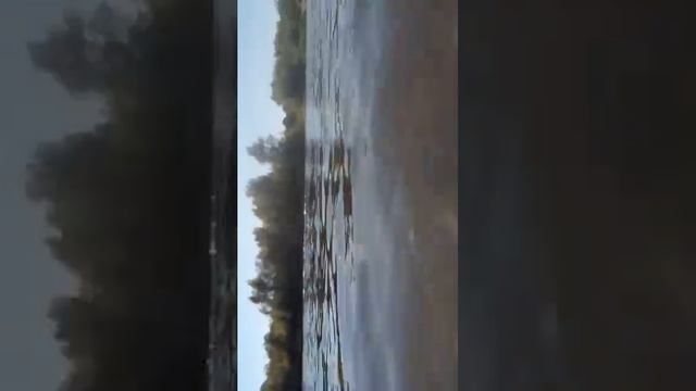 Вороны Суре