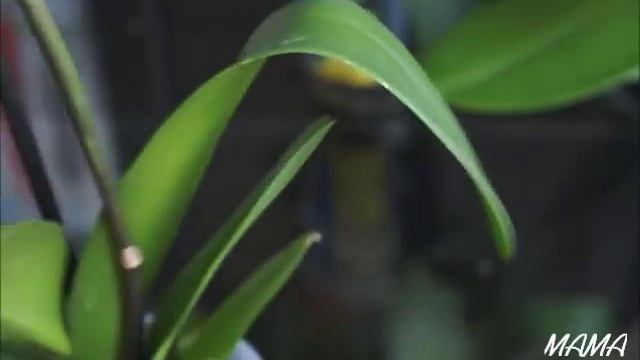 WOW! УЦЕНКА ОРХИДЕЙ И "НЕВЕСТА В КОЛБЕ". смотреть онлайн