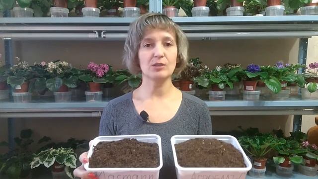 Оптимальный грунт для фиалок. Агробалт против Klasmann смотреть онлайн